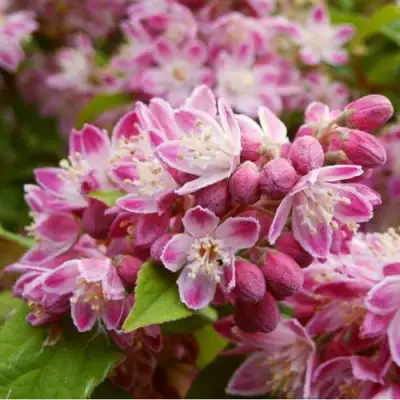 Дейция СТРОБЕРРИ ФИЛДС  в Жлобине