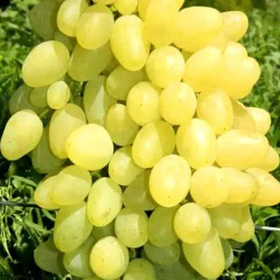 Виноград ЗАРНИЦА в Жлобине