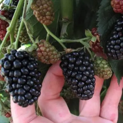 Ежевика НЕБЕСА МОГУТ ПОДОЖДАТЬ бесшипная  в Жлобине