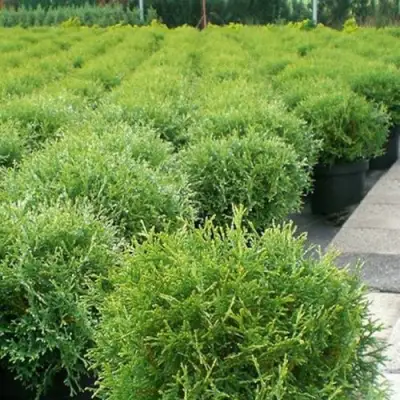 Туя ТИНИ ТИМ западная в Жлобине