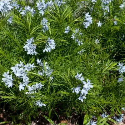 Амсония РЕСНИТЧАТАЯ в Жлобине