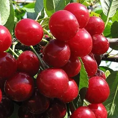 Вишня ГЛУБОКСКАЯ в Жлобине