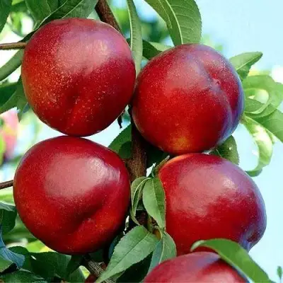 Нектарин БИГ-ТОП в Жлобине