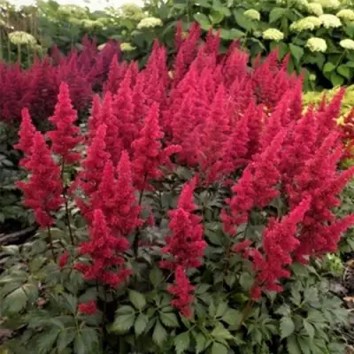 Астильба ФАНАЛ в Жлобине