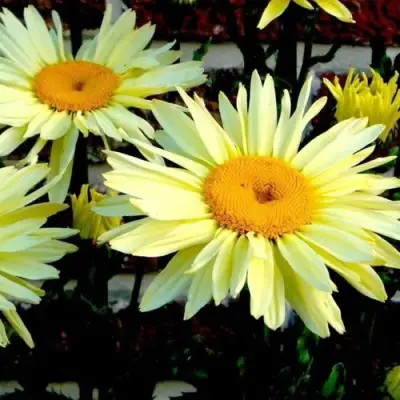 Нивяник БРОДВЕЙ ЛАЙТС великолепный в Жлобине