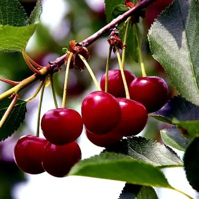 Вишня РИВАЛ в Жлобине