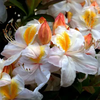 Азалия СИЛЬВЕР СЛИППЕР листопадная в Жлобине