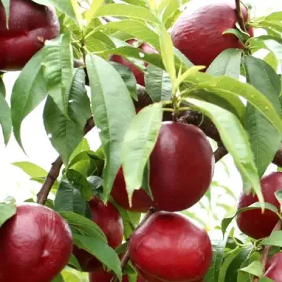 Нектарин ФАНТАЗИЯ в Жлобине