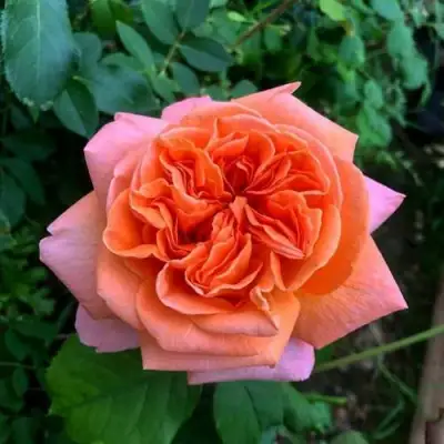 Роза РЕНЕ ГОССИНИ чайно-гибридная в Жлобине