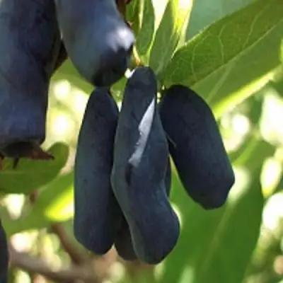 Жимолость съедобная РОКСАНА в Жлобине