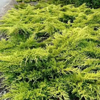 Можжевельник ОЛД ГОЛД средний в Жлобине