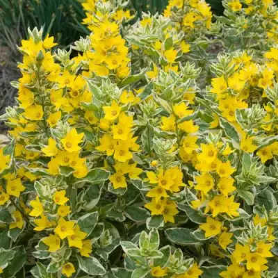 Вербейник АЛЕКСАНДР точечный в Жлобине