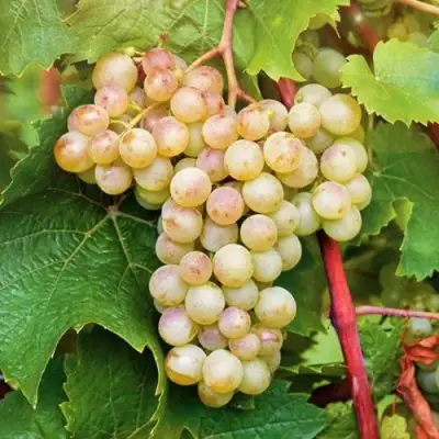 Виноград КРИСТАЛЛ в Жлобине