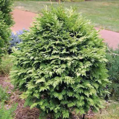 Туя ВАРЕАНА ЛЮТЕСЦЕНС западная в Жлобине