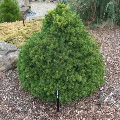 Ель ТОМПА обыкновенная в Жлобине