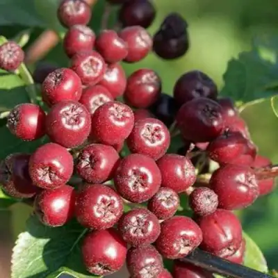 Рябина БУРКА сладкоплодная в Жлобине