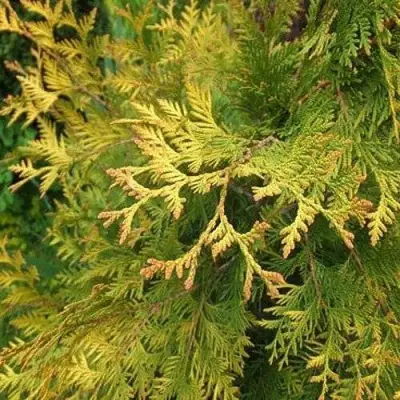 Туя ГОЛДЕН БРАБАНТ западная в Жлобине