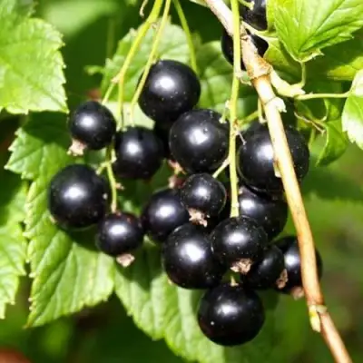 Смородина чёрная ПАМЯТЬ ВАВИЛОВА в Жлобине