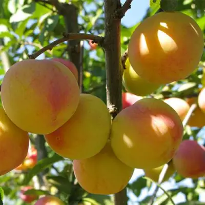 Слива ВЕТРАЗЬ-2 в Жлобине