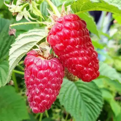 Малина ПШЕХИБА в Жлобине