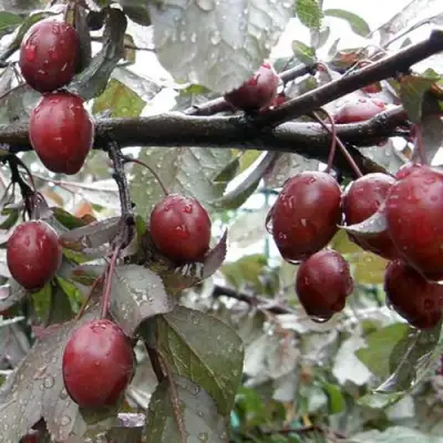 Слива НИГРА растопыреная в Жлобине