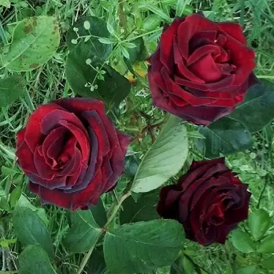 Роза ПАПА МЕЙЯН чайно-гибридная в Жлобине