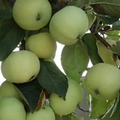 Яблоня ПАПИРОВКА в Жлобине