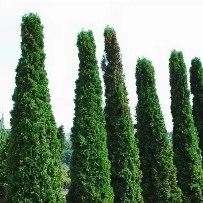 Туя ДЕГРУТ СПАЙР западная в Жлобине