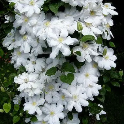 Клематис ТОКИ в Жлобине