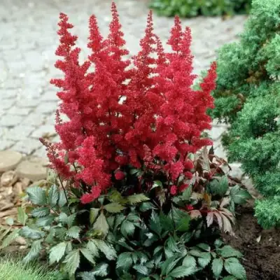 Астильба ГРАНАТ Арендса в Жлобине