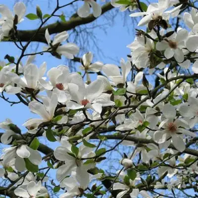 Магнолия АЛЬБА СУПЕРБА в Жлобине