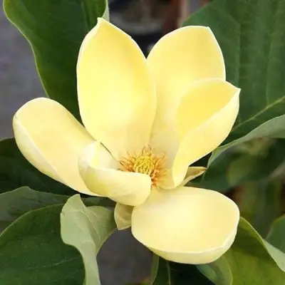 Магнолия ЕЛЛОУ ЛАНТЕРН в Жлобине