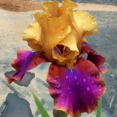 Ирис ГАЛА МАДРИД бородатый в Жлобине