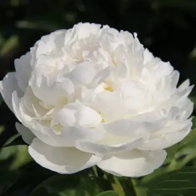 Пион СНЕЖНАЯ КРЕПОСТЬ древовидный в Жлобине