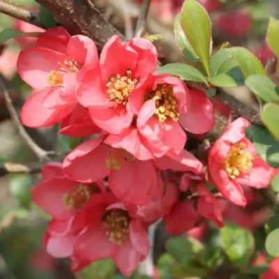 Айва ПИНК КВИН в Жлобине