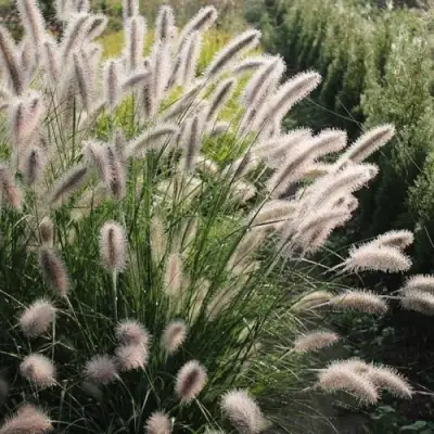 Пеннисетум ЛЕДИ Ю в Жлобине