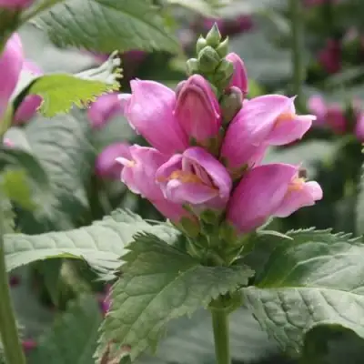 Хелоне КОСАЯ в Жлобине