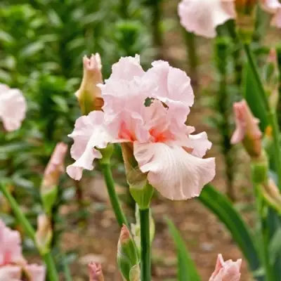 Ирис ПИНК ХОРАЙЗОН бородатый в Жлобине