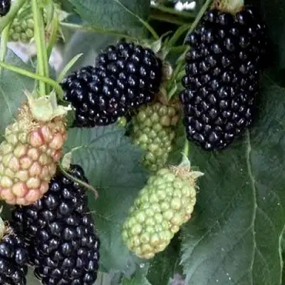 Ежевика ПРАЙМ АРК ФРИДОМ ремонтантная  в Жлобине