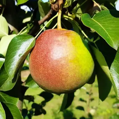 Груша КУПАЛА в Жлобине