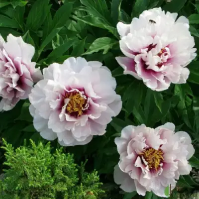 Пион КОРА ЛУИЗА ито-гибрид в Жлобине