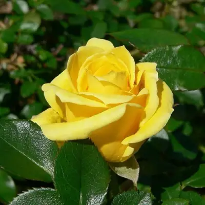 Роза ПАПИЛОН чайно-гибридная в Жлобине