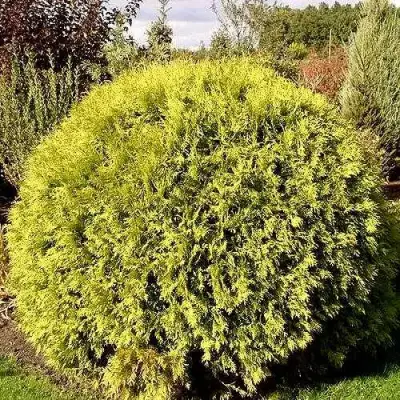 Туя ГЛОБОЗА АУРЕА западная в Жлобине