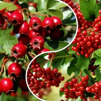 Комплект БУДЬ ЗДОРОВ в Жлобине