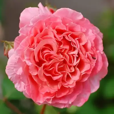 саженцы розы Лоран Каброль