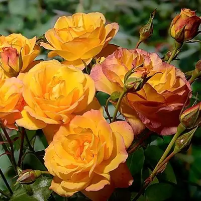 Роза САХАРА плетистая в Жлобине