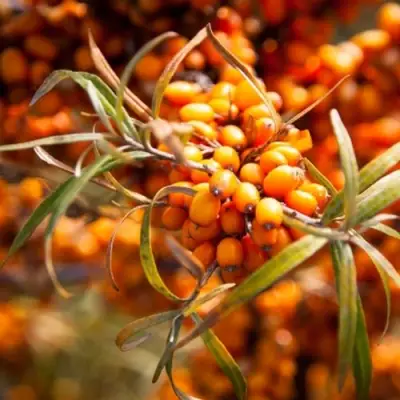 Облепиха ФИНСКАЯ в Жлобине