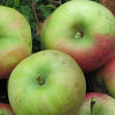 Яблоня ПАМЯТЬ СИКОРЫ в Жлобине