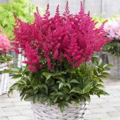 Астильба ЛАКИ ДЕЙ Арендса в Жлобине