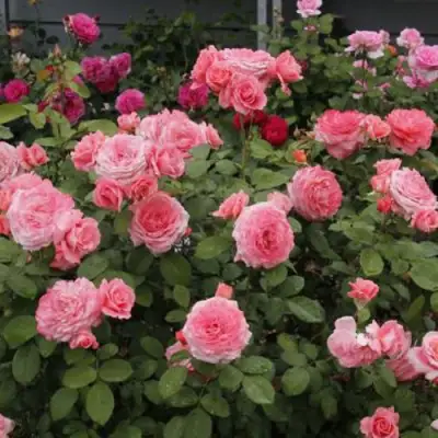 Роза ИНСТИТУТ ЛЮМЬЕР шраб в Жлобине